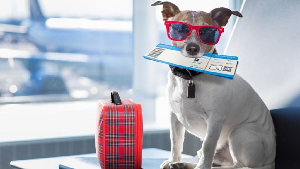 evcil hayvan ile yolculuk