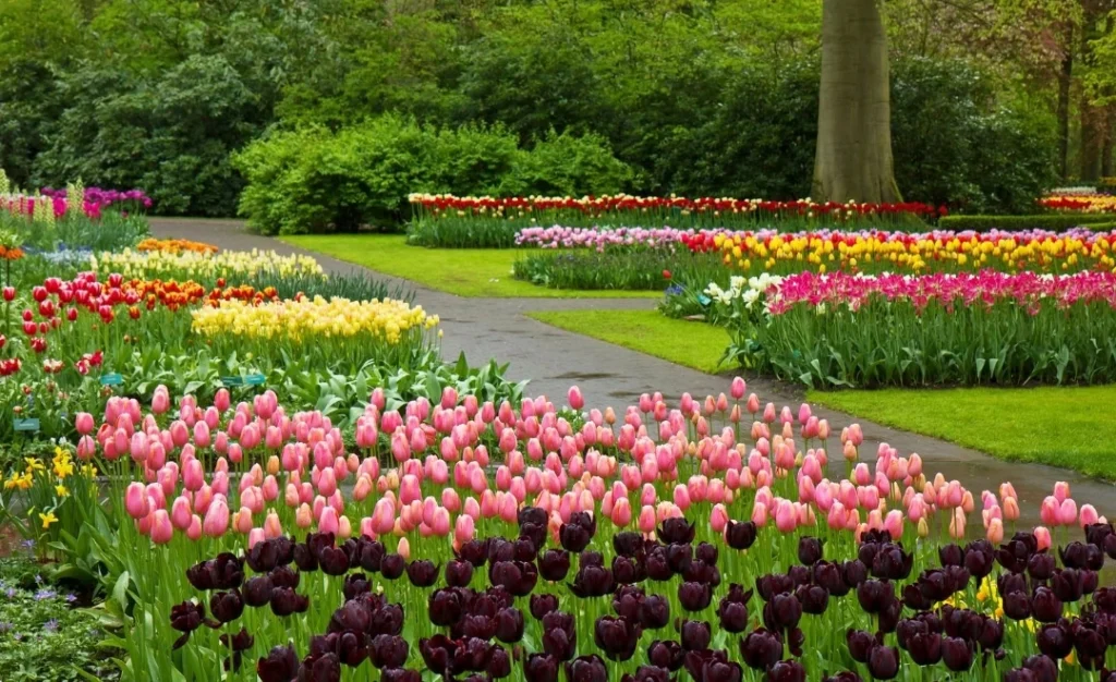 keukenhof-